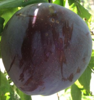 CI 503